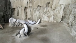 In this undated photo released by Mexico's National Institute of Anthropology and History, INAH, mammoth bones lay at an excavation site in Tultepec, just north of Mexico City. Mexican anthropologists say they found two human-built pits dug 15,000…