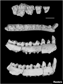 The left lower jaw of Yunnanadapis folivorus, one of six new fossil primate species found in southern China, is pictured in this undated handout photo from Xijun Ni/Chinese Academy of Sciences