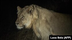 ARCHIVES - Un lion est aperçu dans la réserve naturelle de Balule, dans le nord du Limpopo, le 31 août 2021.