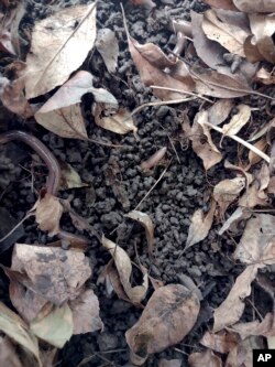 This September 2022 photo provided by Dr. Timothy McCay shows Asian jumping worms in Hamilton, New York, wriggling in damaged soil that bares the coffee-ground texture indicative of their presence. (Timothy McCay via AP)