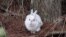 Easy pickings? A snowshoe hare in winter coat stands out before the snow falls. (Courtesy of L. Scott Mills Lab, NCSU)