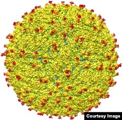 A representation of the surface of the Zika virus is shown. A team led by Purdue University researchers is the first to determine the structure of the Zika virus, which reveals insights critical to the development of effective antiviral treatments and vac