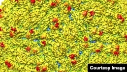 A representation of the surface of the Zika virus is shown. 