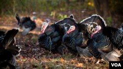 The Thanksgiving turkey has made a circular journey, from its origins in Mexico to Europe and back to North America. (Alison Klein/VOA)