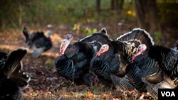 感恩节火鸡从原产地墨西哥到欧洲再回北美作巡游