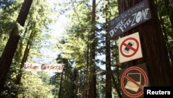 Petunjuk di pohon Redwood raksasa di jalan masuk mempersiapkan peserta kamp untuk melepaskan diri dari teknologi di Camp Grounded di Navarro, California, 20 Juni 2014. 