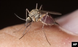 Rising temperatures allow the malaria-carrying mosquito to expand into once-cooler areas, like the highlands of Kenya.