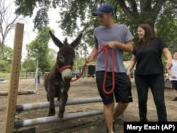 Donkey Park visitor Evan Oster leads a small donkey through an obstacle course as volunteer Patti Lundgren looks on, at Donkey Park in Ulster Park, N.Y.