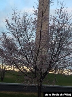 A cherry tree shows the beginning of buds in Washington, D.C., Dec. 25, 2015.