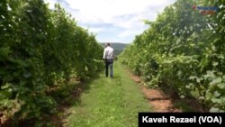 Matthieu Finot, Winemaker