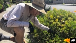 In this march 20, 2020 photo, Larry Friedman weeds his garden in Santa Cruz, California. (AP Photo/Martha Mendoza)