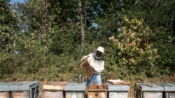 Quiz - Bees Help Woman During Pandemic