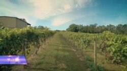 ქართული ვაზი ამერიკაში