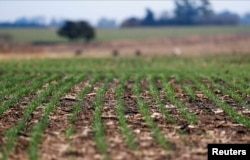 Wheat plants genetically modified with a strain called HB4, which have a gene that helps them better tolerate drought, are pictured in a farm in Pergamino, Buenos Aires, Argentina July 20, 2022. (REUTERS/Agustin Marcarian)