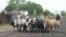 Young men herd cattle in Jonglei state, where rebel leader David Yau Yau's troops are accused of killing scores in an attack on cattle herders. (File Photo) 