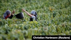 FILE: Workers collect grapes in a Taittinger vineyard during the traditional Champagne wine harvest in Pierry, near Epernay, France