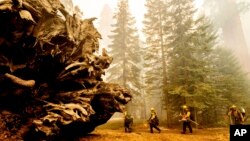Petugas pemadan kebakaran bekerja keras melindungi jalan setapak "Trail of 100 Giants" di hutan nasional Sequoia, California, dari "Windy Fire", 19 September 2021. (AP Photo/Noah Berger)