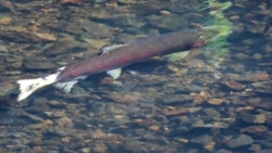 An endangered coho salmon swims during spawning season in Lagunitas Creek in Marin County, California, U.S. January 13, 2022. Picture taken January 13, 2022. (REUTERS/Nathan Frandino)