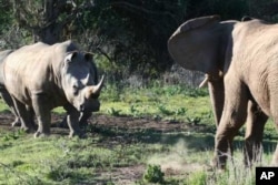 A black rhino and an elephant face each other on a South African game park … The black rhino is well known for being extremely aggressive