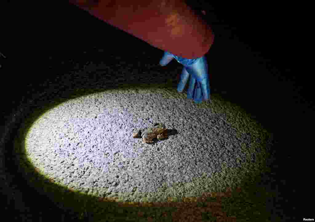 Volunteer Sheila from the Charlcombe Toad Rescue Group and Froglife prepares to assist a common toad across a road during the annual migration to a nearby breeding lake, in Bath, Britain, March 6, 2025. 