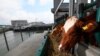 Floating Dutch Cow Farm Aims to Curb Climate Impact