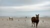 Changing Climate Threatens Habitat on Assateague Island