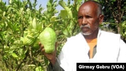 ተመራማሪው አርሶ አደር ኪዳኑ ግርማይ /ፎቶ ፋይል - ግርማይ ገብሩ/