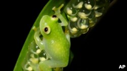 Glass Frogs Transparency