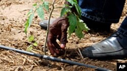 آبیاری قطره ای آب را به ریشه نبات رسانیده و از ضیاع آن جلوگیری می کند