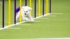 Westminster show's canine athletes get their piece of Super Bowl weekend