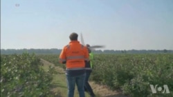 科技新闻：用机器鸟驱赶飞鸟 护卫航班飞行安全