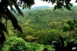This photo provided by researchers in September 2023 shows a diversified farm in Finca, Coto Brus, Costa Rica. (Gretchen C. Daily via AP)