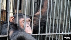 A chimp reaches for food at Ngamba Island Chimpanzee Sanctuary, Uganda. (H. Heuler/VOA)