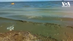 შავი ზღვის „აყვავილება“ და უმძიმესი ეკოლოგიური საფრთხეები