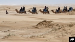 Camels are led by their handler as tourists enjoy a ride along the sand dunes at Stockton Beach near Nelson Bay, Australia, Nov. 6, 2020. 