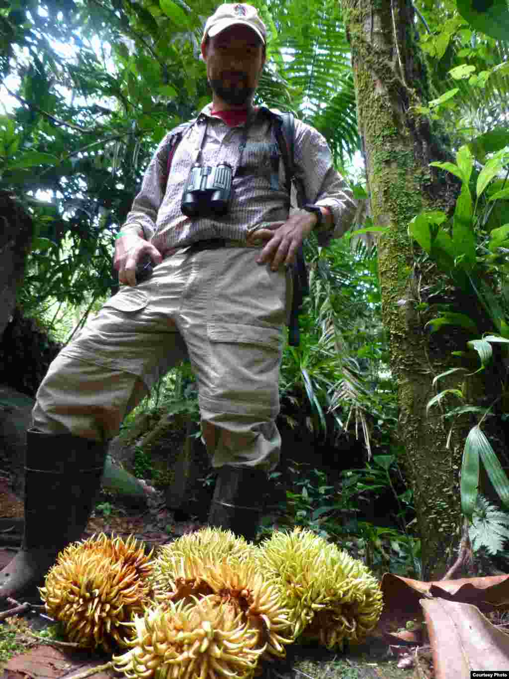 Scientists are studying the effects of defaunation in tropical forests. (Mauro Galetti)