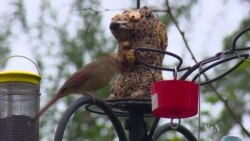 Birds Connect People with Nature