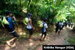 Baduy men descend to town carrying tributes of bananas grown on their land.