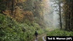 In this Oct. 23, 2018 photo, Dave Wiens, a biologist who works for the U.S. Geological Survey, walks through a forest near Corvallis, Oregon.