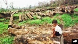 អ្នក​ជំនាញ​និយាយ​ថាព្រៃឈើ​ប្រមាណ​៣០ភាគរយ​នៃ​ផ្ទៃ​ប្រទេស​ប៉ុណ្ណោះ​ដែល​នៅ​សល់ ក្នុង​ខណៈពេល​ដែល​ការ​កាប់រំលំ​នៅ​តែ​បន្តជាបញ្ហា។