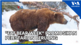 "Fat Bear Week" Promosikan Pelestarian Beruang