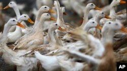 ប្រទេស​កម្ពុជា​និង​វៀតណាម​គឺជា​ប្រទេស​ដែល​មាន​អ្នក​ជំងឺ​គ្រុន​ផ្តាសាយ​បក្សី​ស្លាប់​ច្រើន​ជាង​គេ​​ក្នុង​ចំណោម​បណ្តា​ប្រទេស​អាស៊ីអគ្នេយ៍។​