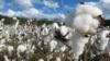 امسال ۱۵۹هزار تن پنبه در افغانستان تولید شده است- سروی 