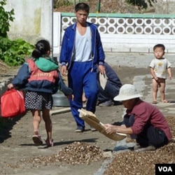 Petani Korut menunjukkan hasil panenan yang gagal akibat musim kering tahun lalu.