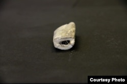 DNA from this small piece of a rib bone from an ancient Taimyr wolf suggest that dogs may have been domesticated 30,000 years ago. (Credit: Love Dalén)