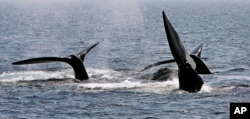 FILE - A ballet of three North Atlantic right whale tails break the surface off Provincetown, Mass., in Cape Cod Bay, April 10, 2008. Marine conservation groups say the endangered North Atlantic right whale is having such a bad year for accidental deaths in 2017 that it could challenge the species' ability to recover in the future.