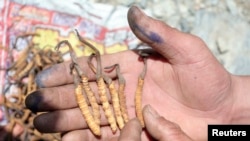 ប្រជាជន​ក្នុង​ស្រុក​បង្ហាញ​ពី​ផ្សិត​ដង្កូវ នៅ​តំបន់ភ្នំ Laji ក្នុង​ក្រុង Guide ខេត្ត Qinghai ភាគខាងលិច​ប្រទេស​ចិន។