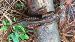 In this undated photo, a Doi Phu Kha newt sits on a branch. The Doi Phu Kha newt is among 224 new species listed in the World Wildlife Fund's latest update on the Mekong region. (World Wildlife Foundation via AP)