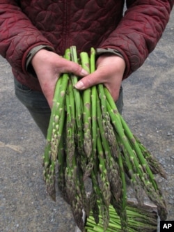 FILE - Laura Zaino, farm manager at Greenmoore Gardens in Port Matilda, Pa., holds freshly picked asparagus to be distributed to the farm's community-supported agriculture customers, May 13, 2013.