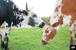 South African agro-ecological farmer, Richard Haigh, farms only with indigenous animals, such as these Nguni cattle